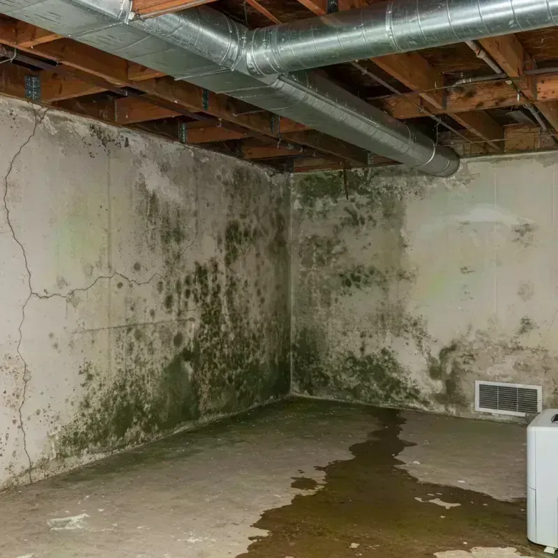 Professional Mold Removal in Glasgow Village, MO